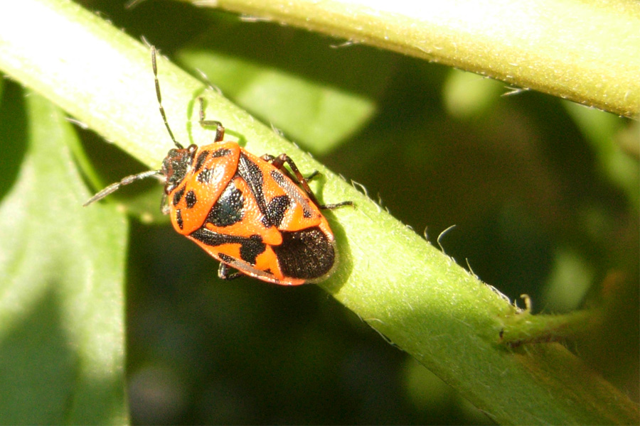 Eurydema ornata e E. ventralis